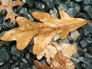 fall_leaf.jpg