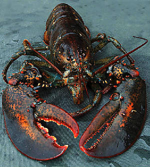 lobster-photo.jpg