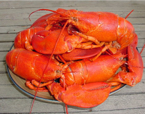 lobsterplate.jpg